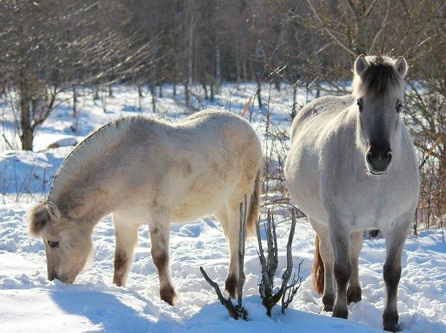 Grnosa kry och Henja Kry