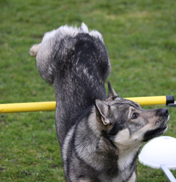 Unni och Humle trnar agility